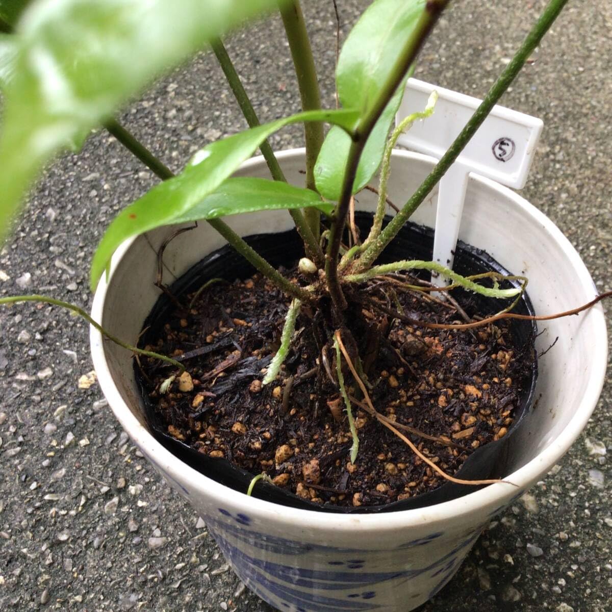 Amazon.co.jp: ポットごと宅急便発送！沖縄県産ホウビカンジュ⑤（鳳尾